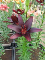 [4008 Landini No02.JPG]